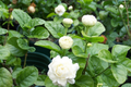 Grand Duke of Tuscany Jasmine Starter Plant - Jasminum sambac, Bare Root 2-5 in | Super Fragrant White Flowers