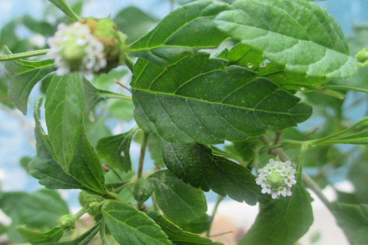 Long Coriander (Culantro) Starter Plant | Eryngium foetidum | 12-18 in tall