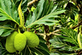 Grafted Breadfruit Tree (Artocarpus altilis) - Starter Plant, 3'-4' Tall