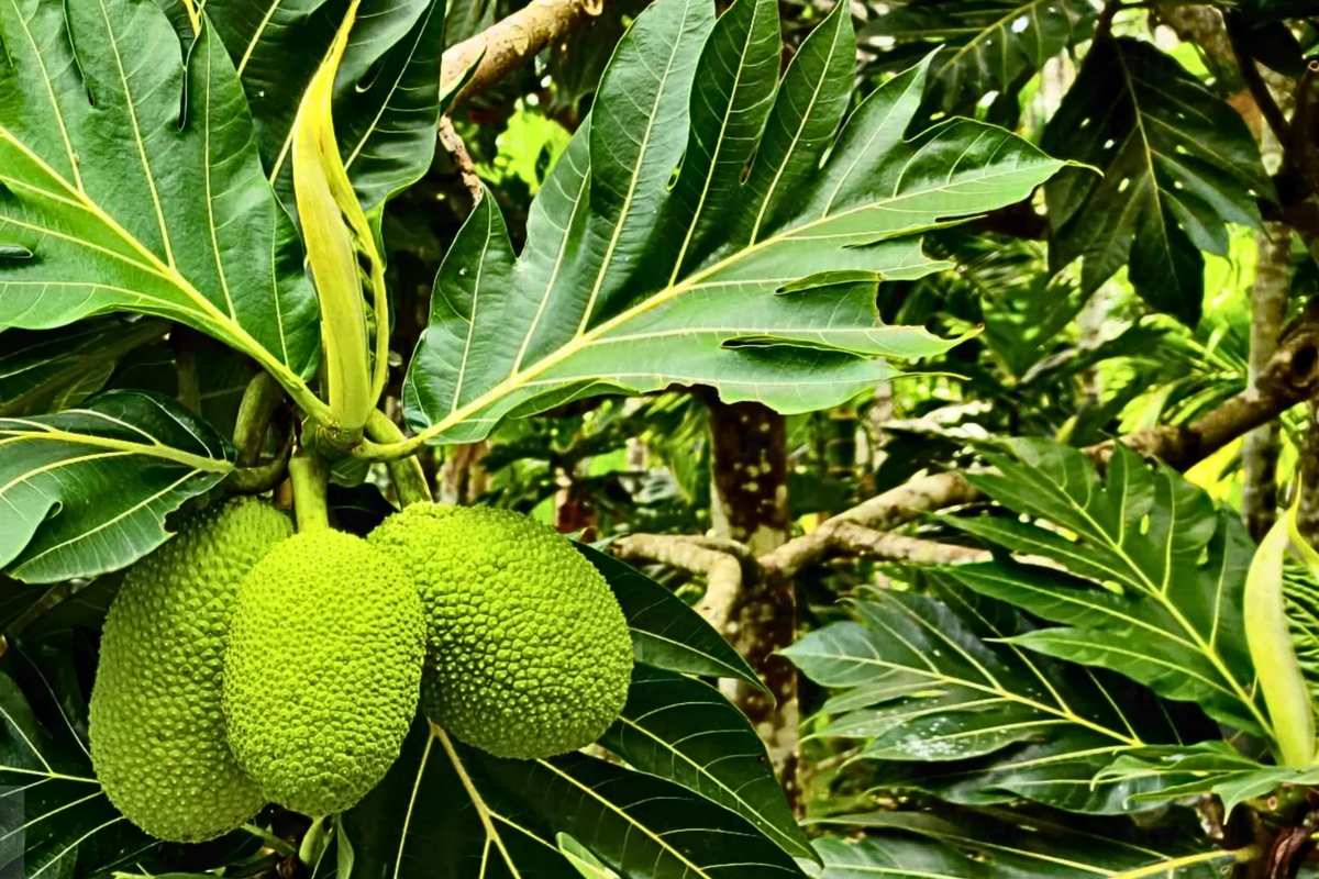 Grafted Breadfruit Tree (Artocarpus altilis) - Starter Plant, 3'-4' Tall