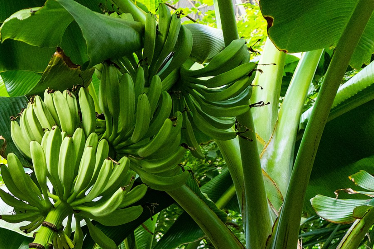 Plantain Starter Plant Musa × paradisiaca - 1'-2' Live Tropical Fruit Tree