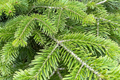 Abies balsamea Lake State Balsam Fir Seeds – 30 Seeds for Planting