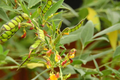 Pigeon Pea Starter Plant (Cajanus cajan) - 12"-24" Live Starter Plant