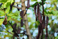 Carob Tree Starter Plant - Ceratonia siliqua (12”-24”) | Easy-Care Garden Tree