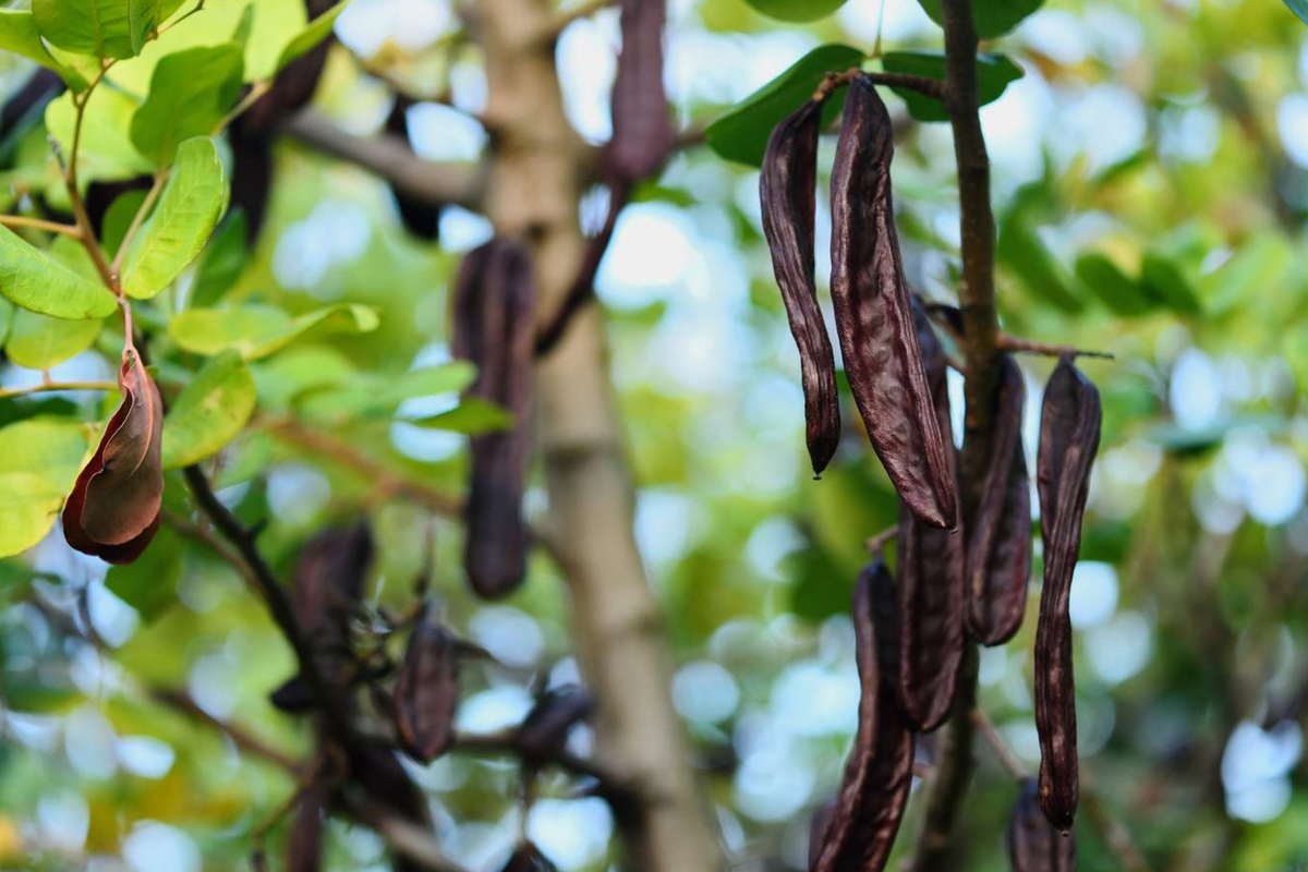 Carob Tree Starter Plant - Ceratonia siliqua (12”-24”) | Easy-Care Garden Tree