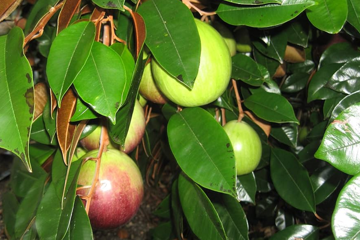 Star Apple Tree (Chrysophyllum cainito) 1?–2? – Starter Plant, Tropical Fruit