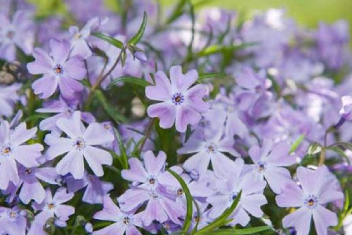 Blue Emerald Creeping Phlox Seeds (100) – Phlox subulata Ground Cover, USA-Grown