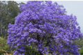 Jacaranda Mimosifolia Blue Flamboyant Tree - Starter Plant (8"-18")