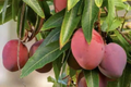 Grafted Mango Haden Tree (Mangifera indica) Starter 3'-4' – Juicy Sweet & Tangy Tropical Fruit
