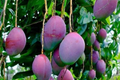 Palmer Mango Tree (Grafted) Starter Plant 2'-3' - Large Juicy Purple Mangoes