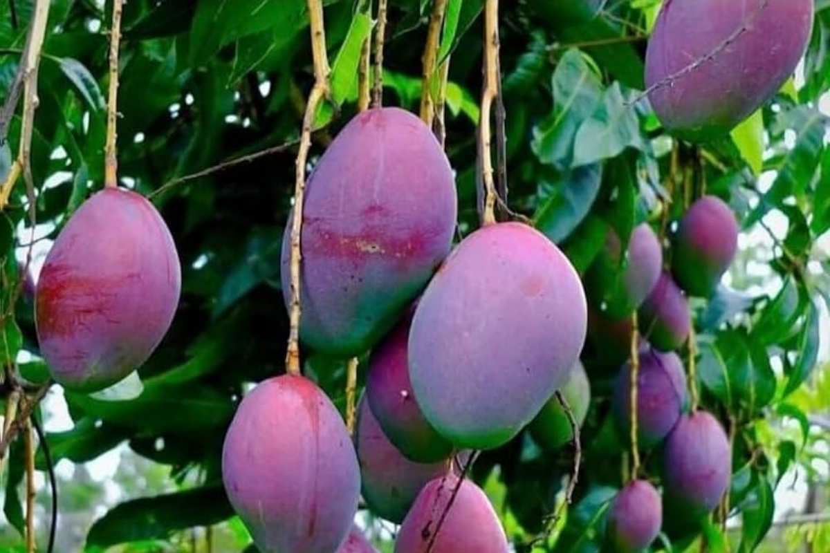 Palmer Mango Tree (Grafted) Starter Plant 2'-3' - Large Juicy Purple Mangoes