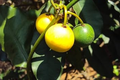 Lemon Drop Mangosteen (Garcinia intermedia) Live Starter Plant – 3"–12"