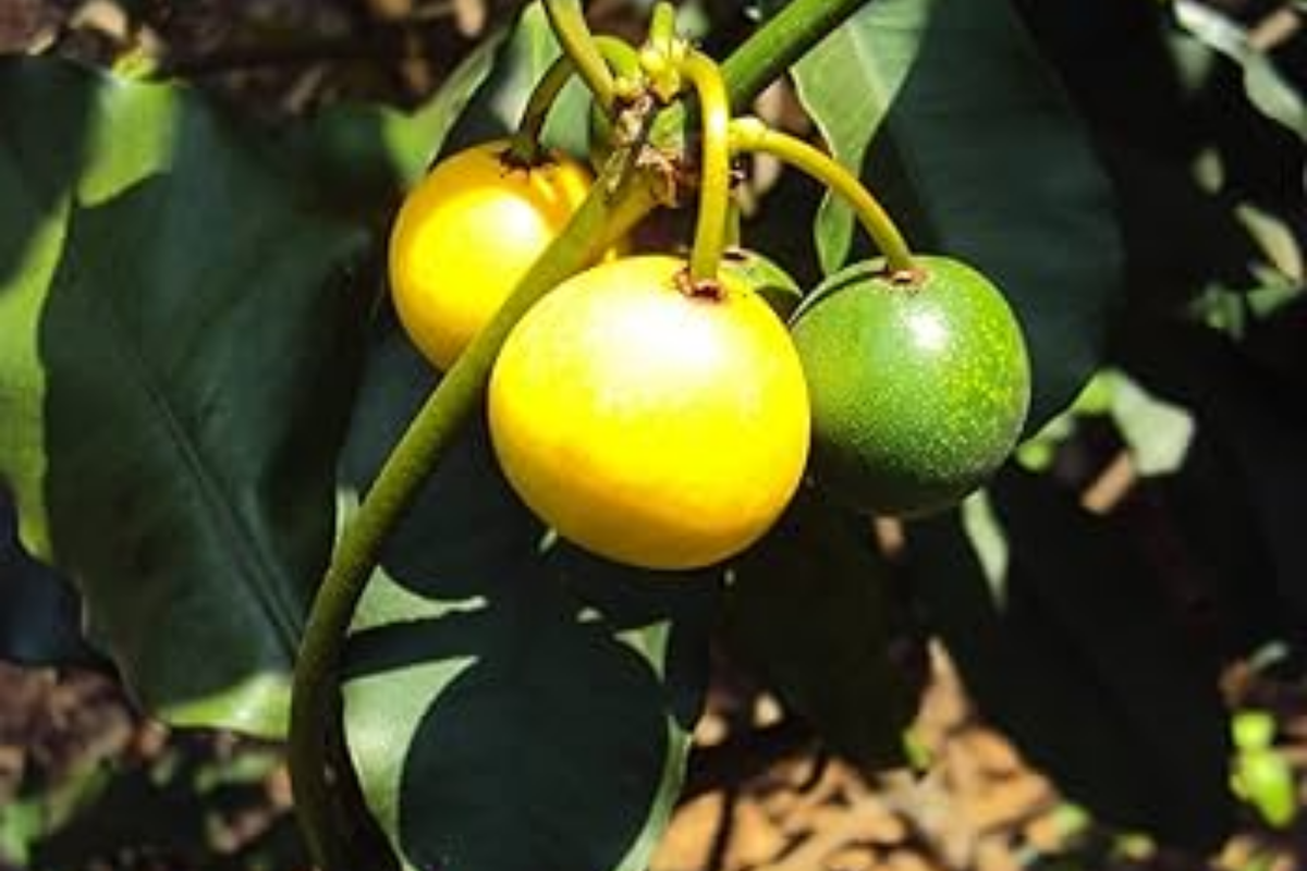 Lemon Drop Mangosteen (Garcinia intermedia) Live Starter Plant – 3"–12"