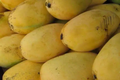 Grafted Mango Pineapple Tree - Live Starter Plant, 3'-4' | Zone 9-11