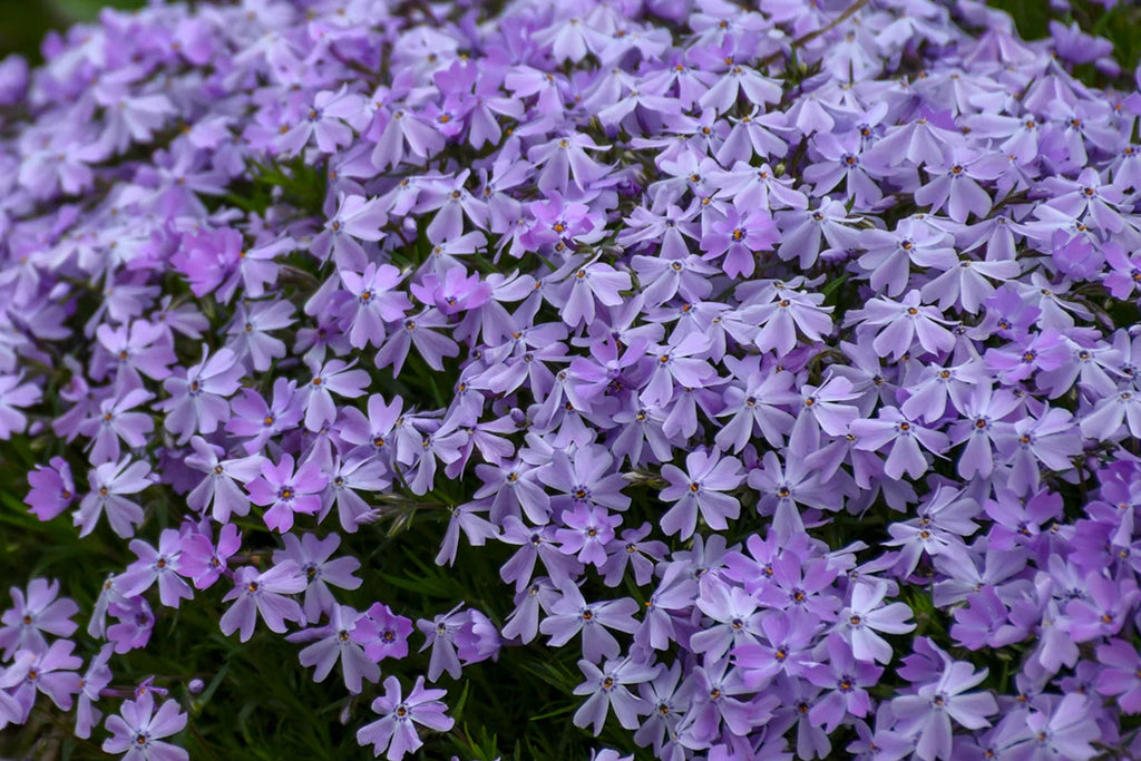 Blue Emerald Creeping Phlox Seeds (100) – Phlox subulata Ground Cover, USA-Grown