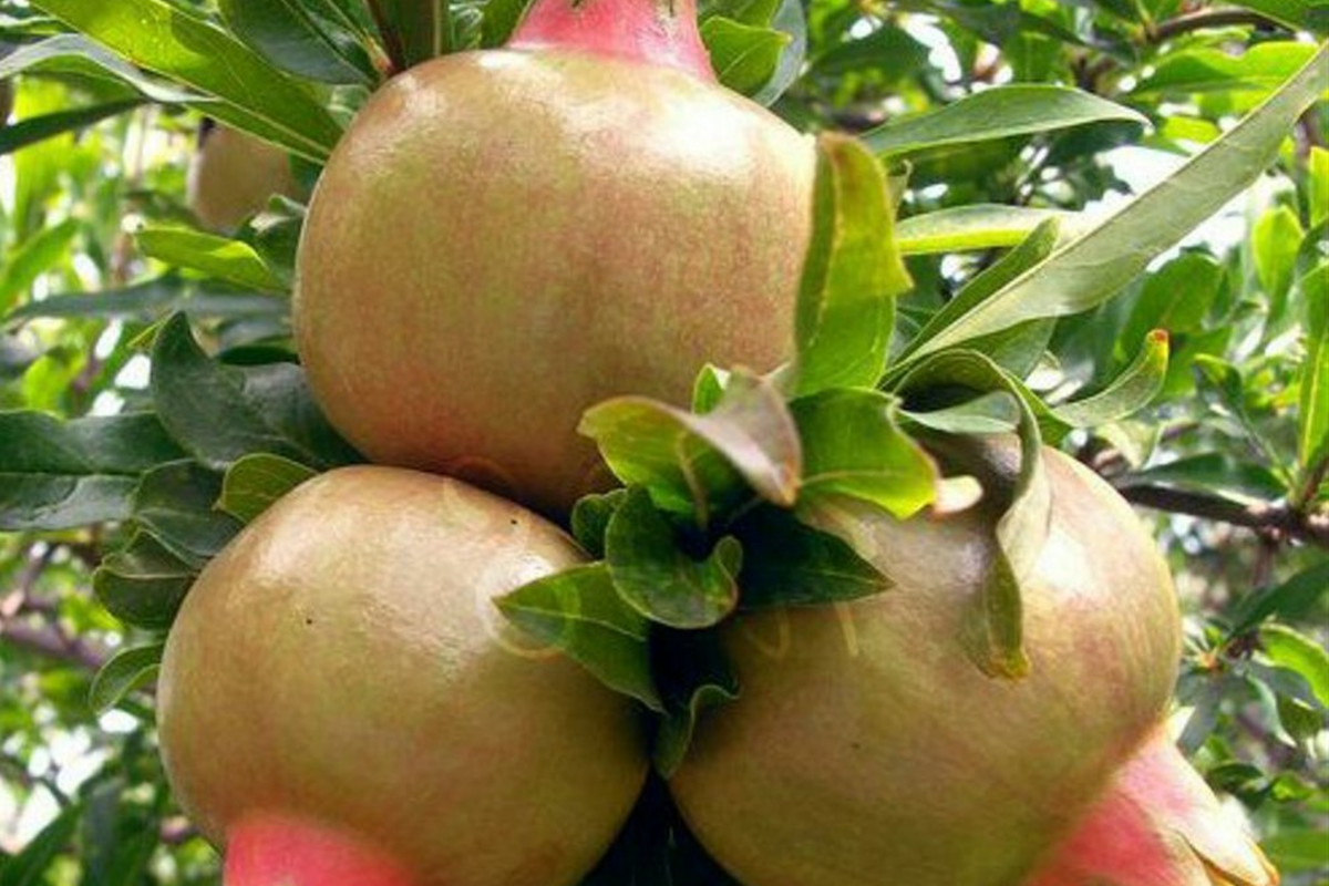 White Pomegranate Tree Starter Plant 12-24" – Punica granatum, Drought-Tolerant, Zones 7-11