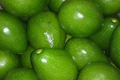 Don Ramon Avocado Tree - Grafted Persea americana Starter Plant, 12-24"