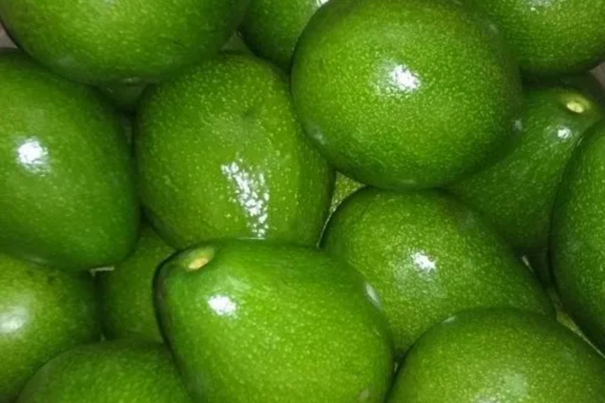 Don Ramon Avocado Tree - Grafted Persea americana Starter Plant, 12-24"