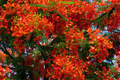 Delonix regia Giant Flame Tree Royal Poinciana Starter Plant - 5 ft Live Tree