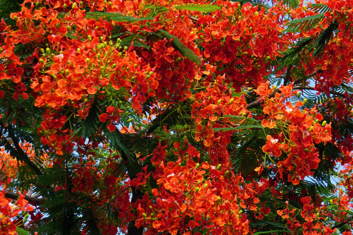 Delonix regia Giant Flame Tree Royal Poinciana Starter Plant - 5 ft Live Tree
