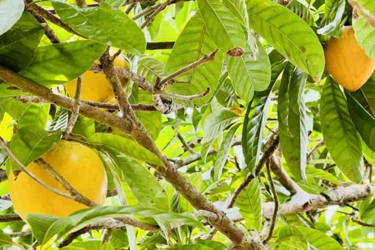 Canistel Tree Starter Plant (Pouteria campechiana) 1-2 ft | Tropical Fruit