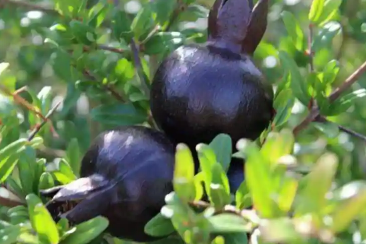 Black Pomegranate Tree - 1-2 ft Live Starter Plant, Easy Care, Full Sun