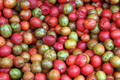 Spanish Plum / Red Mombin Live Spondias Purpurea Starter Plant (12"-24")