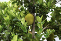 Jackfruit Tree 1?-2? Starter Plant | Artocarpus heterophyllus – Tropical Fruit Tree