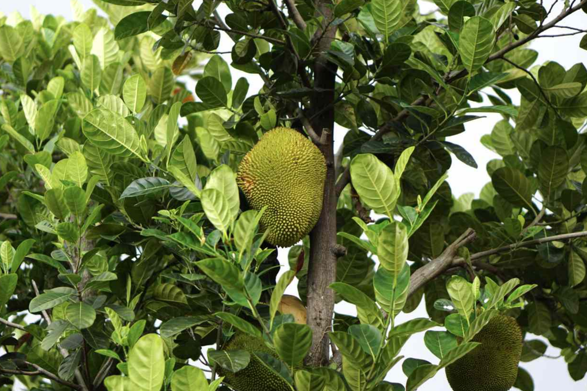 Jackfruit Tree 1?-2? Starter Plant | Artocarpus heterophyllus – Tropical Fruit Tree