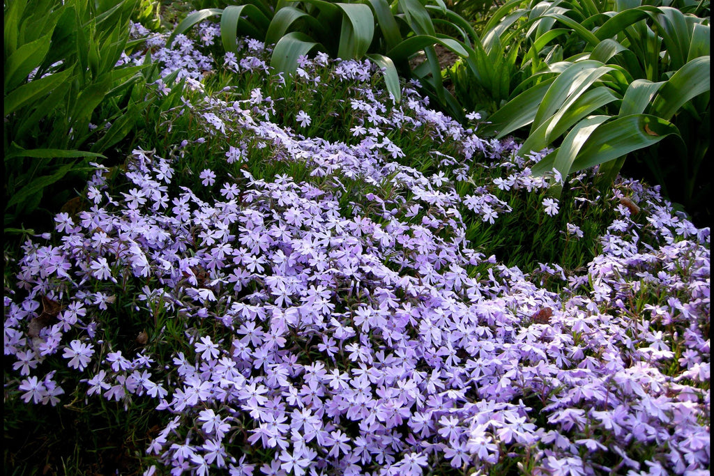 Blue Emerald Creeping Phlox Seeds (100) – Phlox subulata Ground Cover, USA-Grown