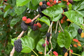 Mulberry Tree 1'-2' Live Starter Plant - Morus | Sweet Berries, Easy to Grow