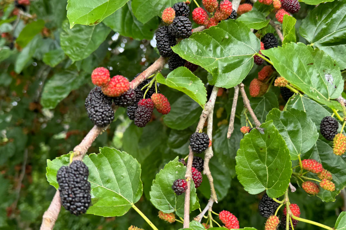 Mulberry Tree 1'-2' Live Starter Plant - Morus | Sweet Berries, Easy to Grow
