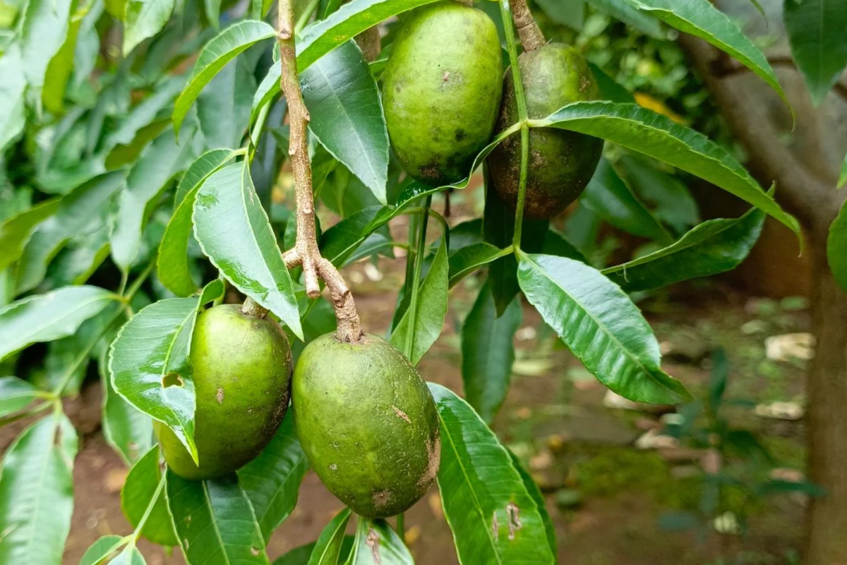 June Plum Tree (Spondias dulcis) - 12"-24" Live Starter Tropical Fruit Tree