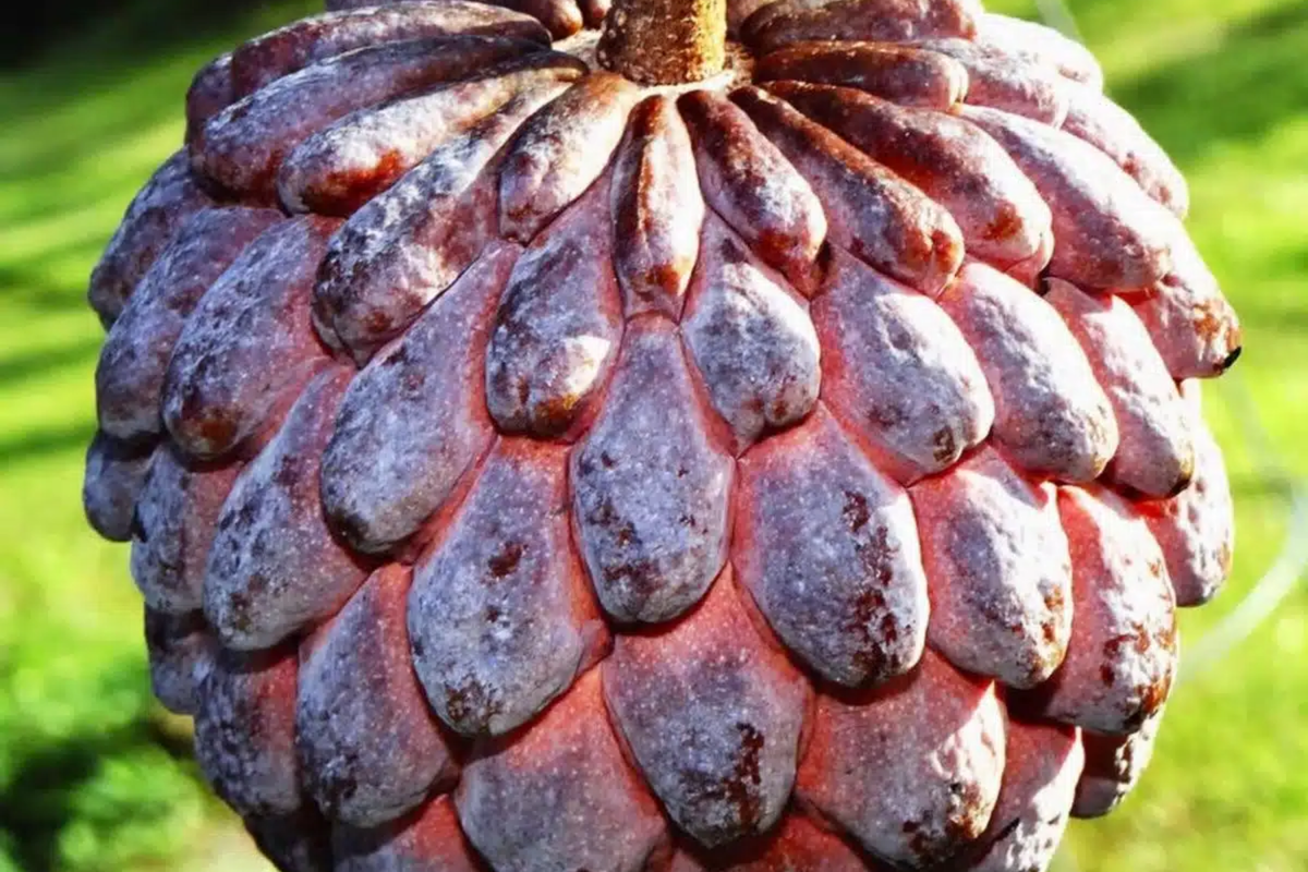 Sugar Apple Tree (Annona squamosa) Starter Plant 12"-24" – Tropical Custard Apple