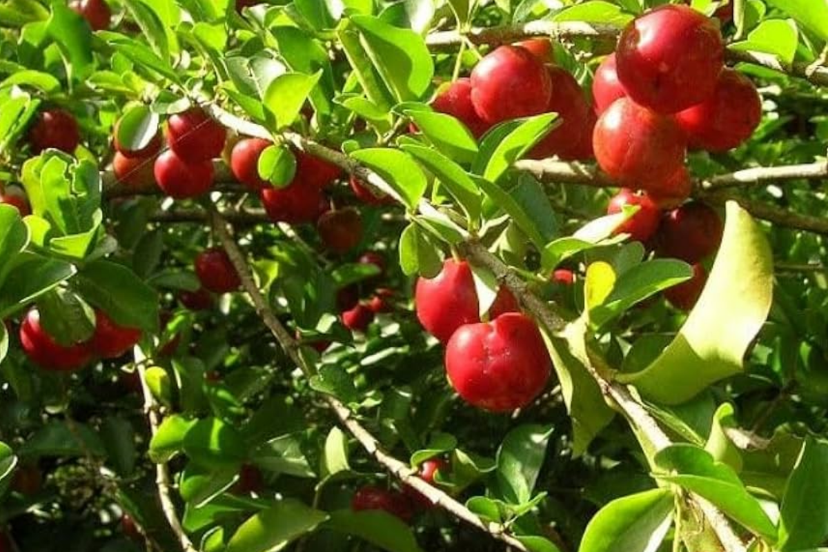 Big Acerola Tree 12"-24" | Barbados Cherry Tropical Fruit Starter Plant