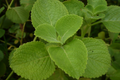 Indian Borage (Coleus amboinicus) Starter Plant 1'-2' Tall | Aromatic Tropical Herb