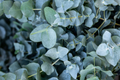 Eucalyptus Baby Blue Starter Plant | Live Rooted Plug | Compact Silver Dollar