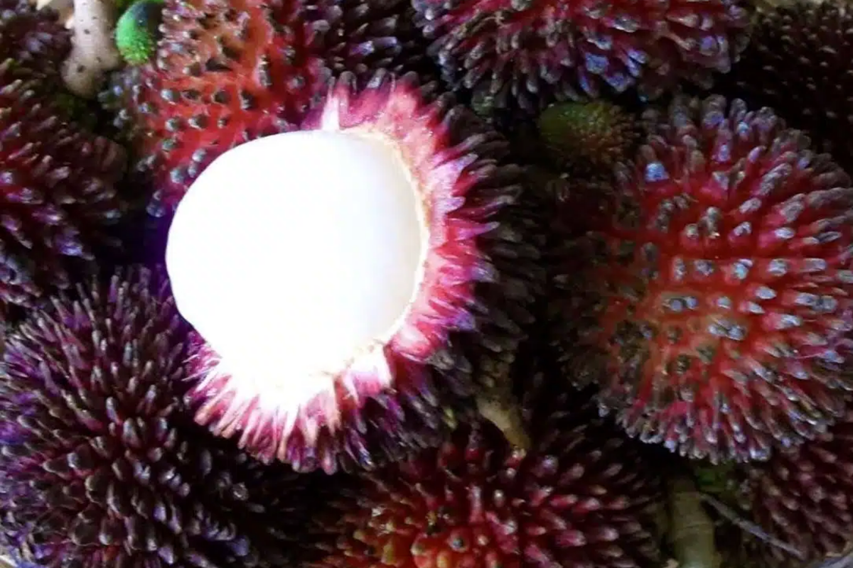 Grafted Pulasan Tree Starter Plant 24-36" Nephelium ramboutan-ake
