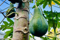 Hanging Papaya Tree (Carica papaya) - 1'-2' Starter Plant, Sweet Papayas