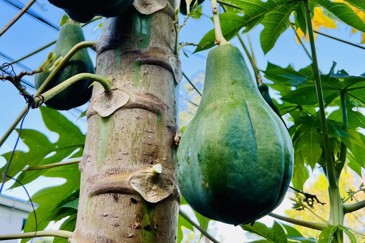 Hanging Papaya Tree (Carica papaya) - 1'-2' Starter Plant, Sweet Papayas