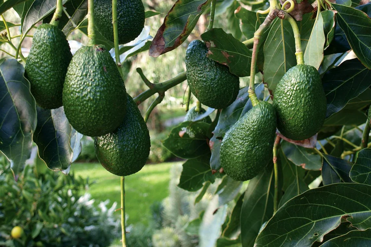 Grafted Hass Avocado Tree (Persea americana) - 12"-24" Starter Live Plant