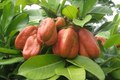 Ackee Starter Plant (Blighia sapida) Live 12-24" | Tropical Fruit Tree