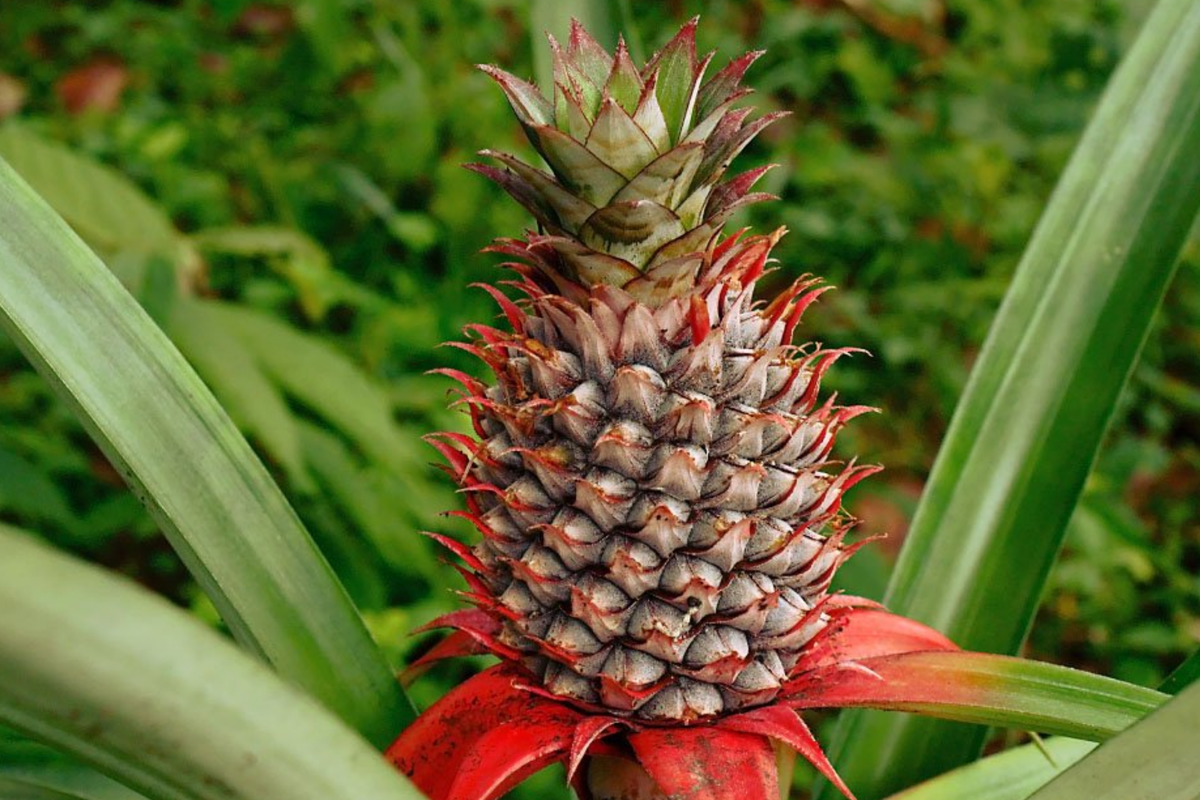 Pineapple Starter Plant (Ananas comosus) 12-24" - Live Tropical Fruit Plant