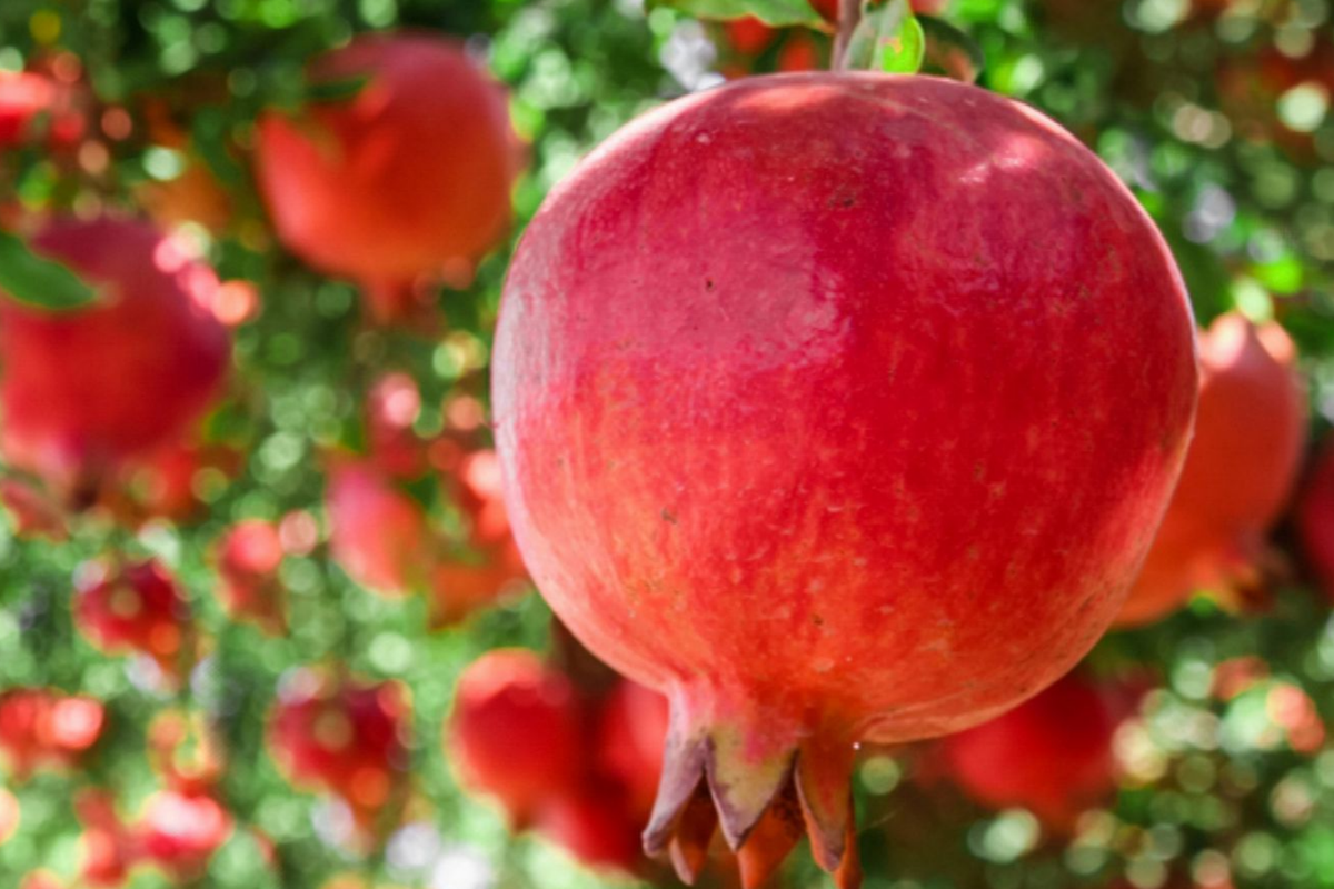 Pomegranate Tree (Punica granatum) Tropical Starter Plant 10-24" – Hardy Fruit for Garden or Container