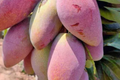 Ivory Mango Tree (Grafted) - 3'-4' Live Container Mango Tree