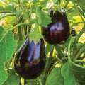 Black Beauty Eggplant Live Plants (Solanum melongena) - 2 Plants, 5–10"