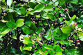 Grumichama Tree (Eugenia brasiliensis) Starter Plant - 1-2' Brazilian Cherry