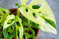 Monstera Adansonii (Swiss Cheese Plant) Starter Plant – 6" Cutting, Easy Care