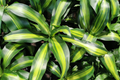 Corn Plant Cutting (Dracaena fragrans) 6" — Starter Plant, Easy Care Indoor Houseplant