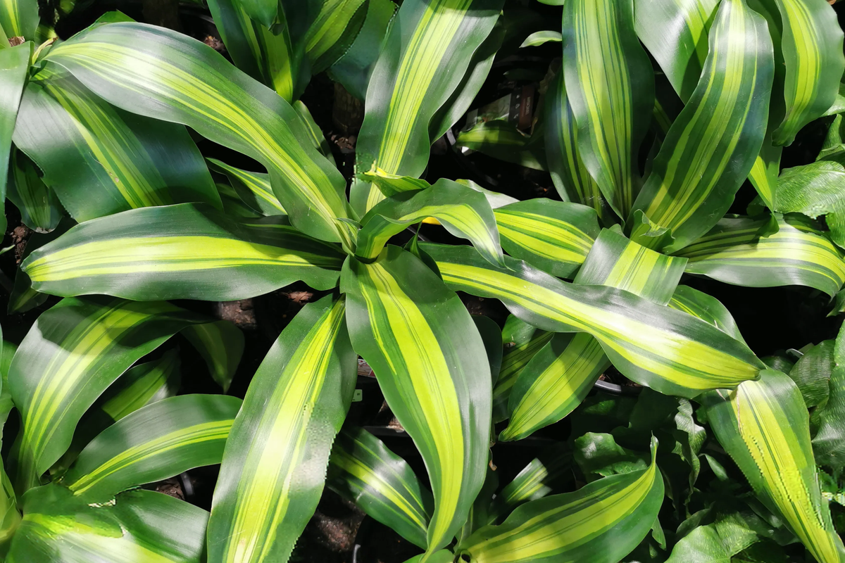 Corn Plant Cutting (Dracaena fragrans) 6" — Starter Plant, Easy Care Indoor Houseplant